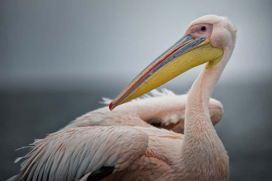 Walvis Bay: Seal Kayaking Adventure with Brunch - What the kayaking portion feels like