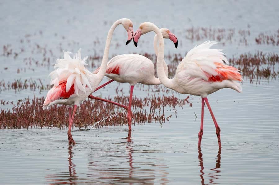 Walvis Bay: Seal Kayaking Adventure with Brunch - How the schedule affects the value