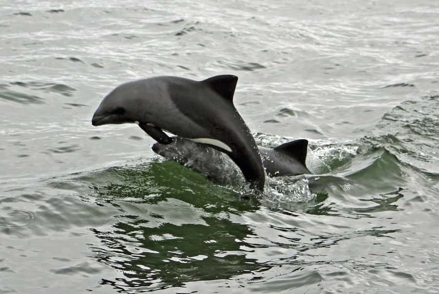 Walvis Bay: Seal Kayaking Adventure with Brunch - Wildlife expectations and responsible viewing