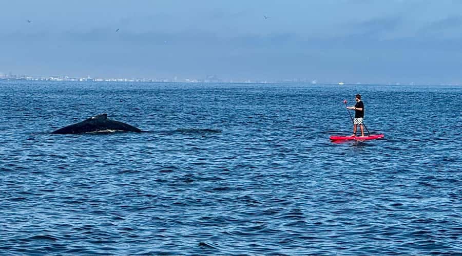 Walvis Bay: Seal Kayaking Adventure with Brunch - Who should book this kayaking morning