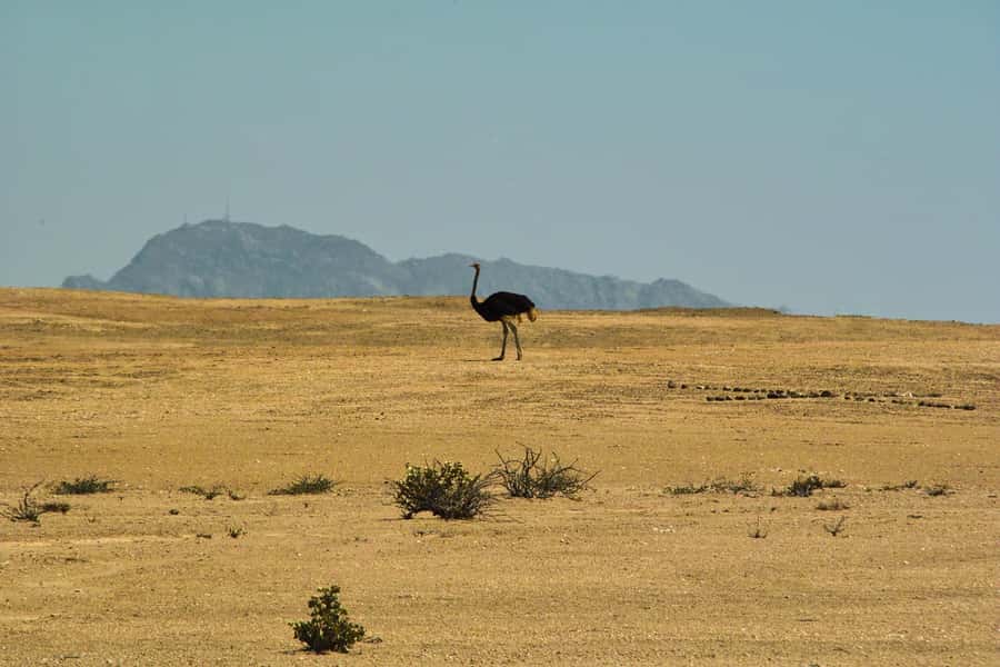 Walvis Bay Shore Excursion: Flamingos, Dune 7, Swakopmund - From Walvis Bay port to a wall of flamingos
