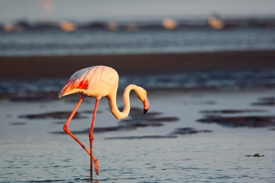 Walvis Bay Shore Excursion: Flamingos, Dune 7, Swakopmund - Guides, vehicle comfort, and group feel