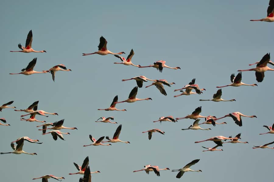 Walvis Bay Shore Excursion: Flamingos, Dune 7, Swakopmund - Timing, toilets, and what to pack