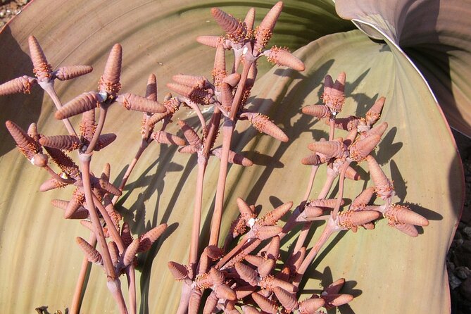 Welwitschia Tour from Swakopmund - A 4x4 ride instead of a stressful self-drive
