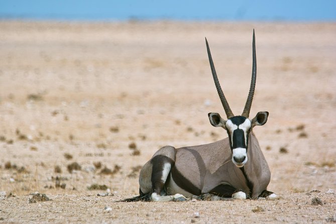 Wildlife and Landscape Tour- full-day (7hours) from Walvis Bay - Quick reasons to consider this day out
