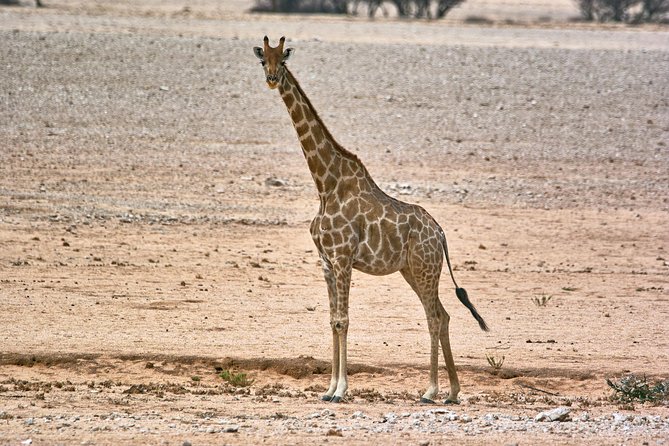 Wildlife and Landscape Tour- full-day (7hours) from Walvis Bay - From Walvis Bay to Namibia’s dry interior
