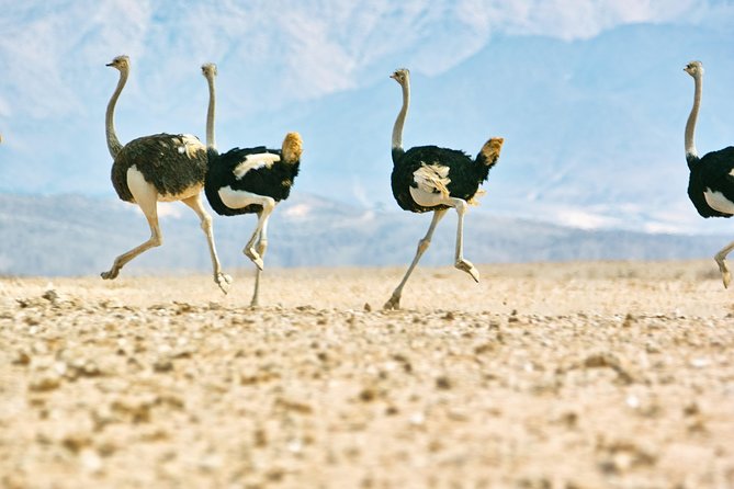 Wildlife and Landscape Tour- full-day (7hours) from Walvis Bay - What the wildlife search feels like