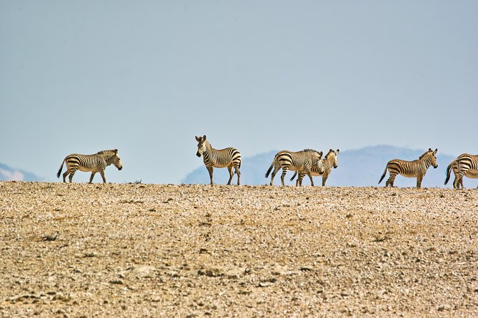 Wildlife and Landscape Tour- full-day (7hours) from Walvis Bay - Lunch in the park, with drinks included
