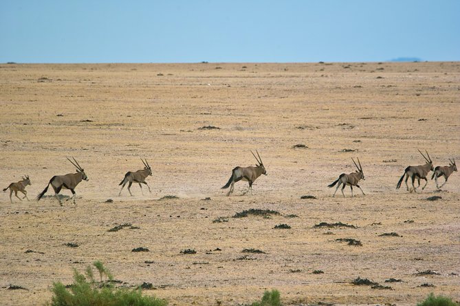 Wildlife and Landscape Tour- full-day (7hours) from Walvis Bay - Is $425.69 a fair price?