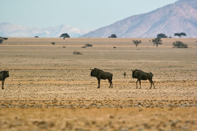 Wildlife and Landscape Tour- full-day (7hours) from Walvis Bay - Small group advantages, with one qualification
