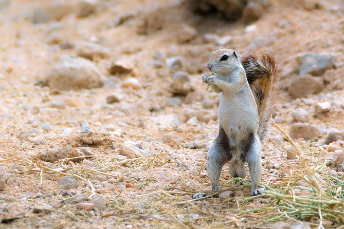 Wildlife and Landscape Tour- full-day (7hours) from Walvis Bay - What makes this different from a coastal outing