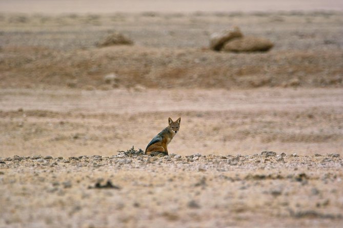 Wildlife and Landscape Tour- full-day (7hours) from Walvis Bay - Booking, timing, and cancellation details