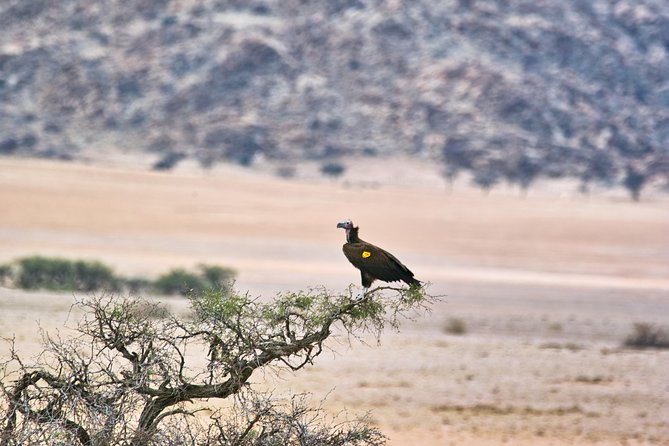 Wildlife and Landscape Tour- full-day (7hours) from Walvis Bay - Six hours of searching in Namib Naukluft Park