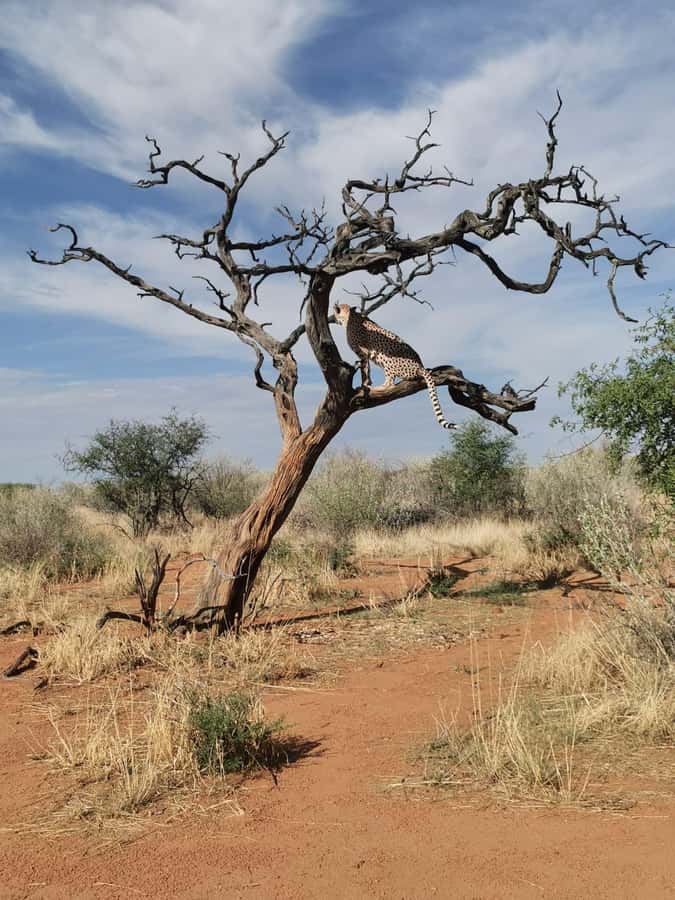 Windhoek : Cheetah walk Experience - Key points to know before you book