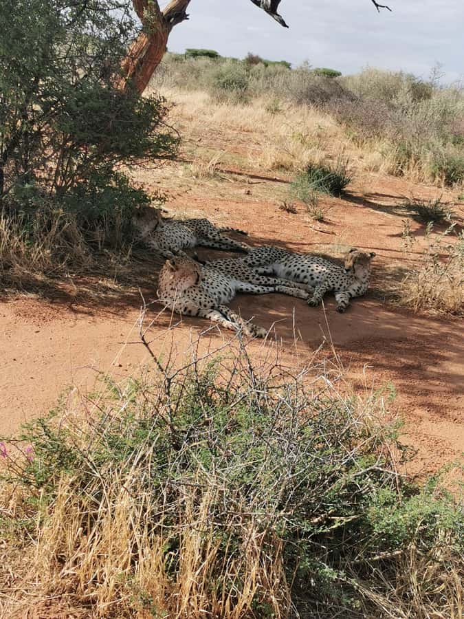 Windhoek : Cheetah walk Experience - Walking with cheetahs near Windhoek