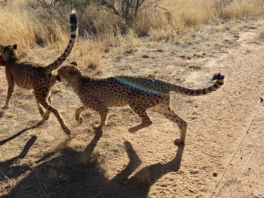 Windhoek : Cheetah walk Experience - Why the small group of eight matters