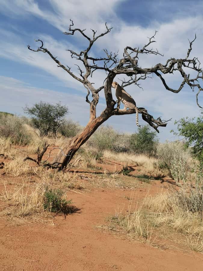 Windhoek : Cheetah walk Experience - What happens during the 90-minute visit
