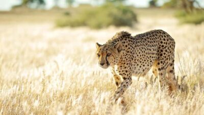 Zannier Game Drive with Hotel Pickup