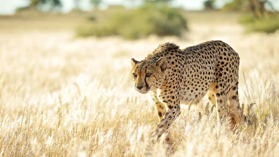 Zannier Game Drive with Hotel Pickup - What the 3.5-hour drive feels like
